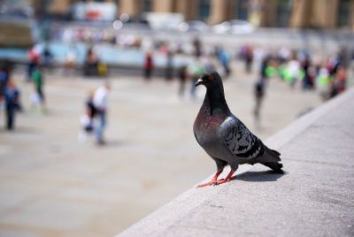 pigeon on the ledge in city