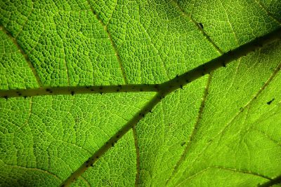 green leaf up close