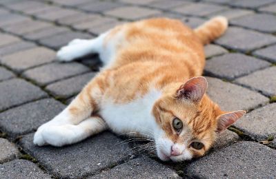 lazy cat in street