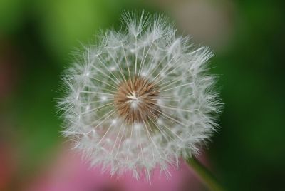 dried dandelion