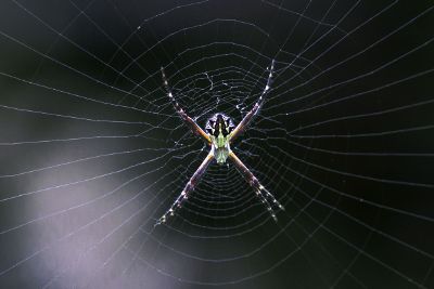 spider waiting in web