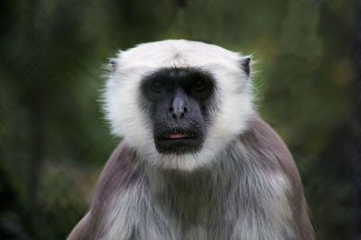 white and black faced monkey