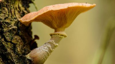 mushroom on tree