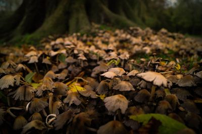 fungi in the forest