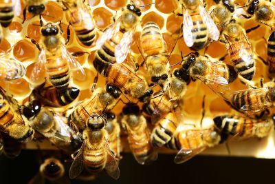 bees filling a honey comb