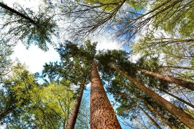 upward look of trees