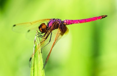 pink dragonfly on light green background