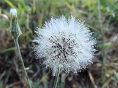 dandelion in grass