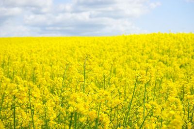 field of beautiful canola flowers