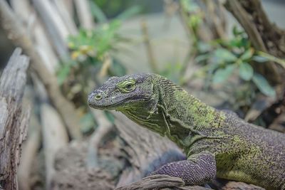 lizard in a forest