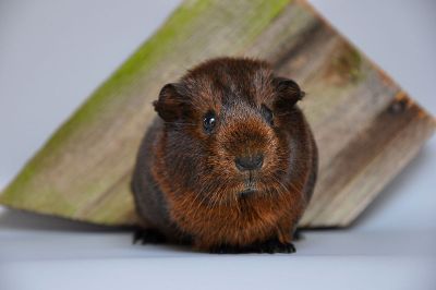 brown guinea pig