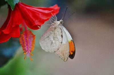 butterfly on a red flower