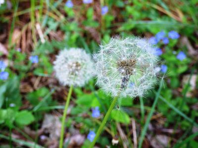 dandelion puffs