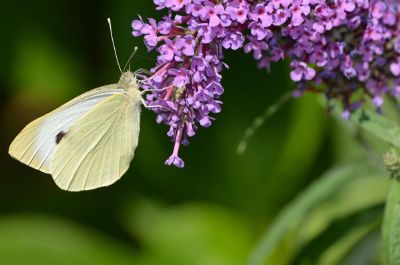 butterfly sitting on flowers