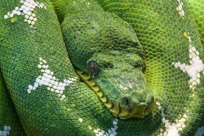 green snake