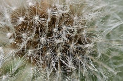 closeup of a dandelion