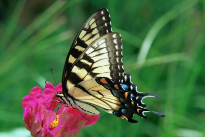 butterfly feeding