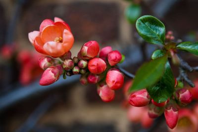 a red budding flower