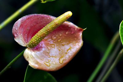 pink and green flower on dark background