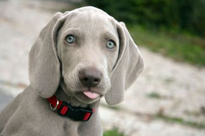 weimaraner puppy sticking tongue out