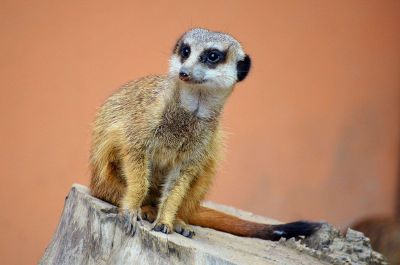 meercat sitting