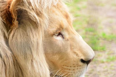 lion closeup