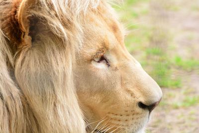 lion closeup