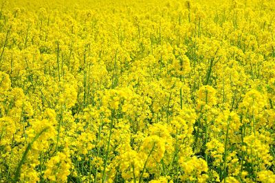 large field of yellow flowers