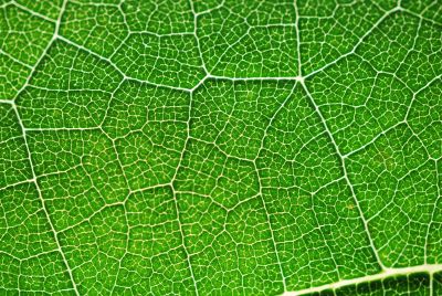 leaf pattern