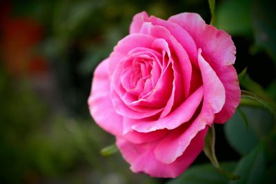 rose on bush