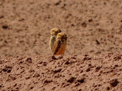 2 little owls in the dirt