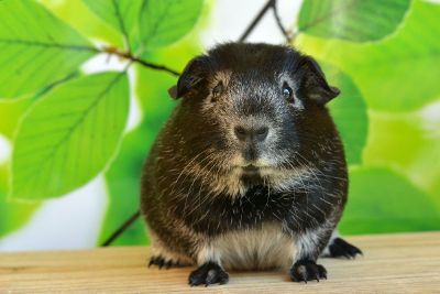 guinea pig resting among leaves