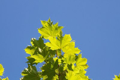 leaves on a tree