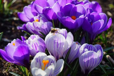 purple flowers on green background