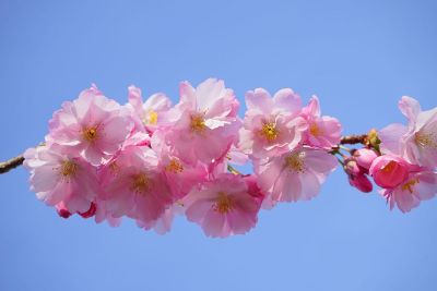 pink flowers on branch