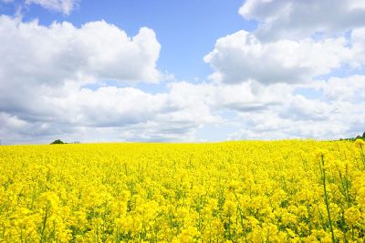 a field of yellow flowers