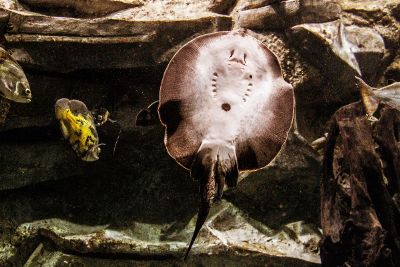 stingray and fish in aquarium