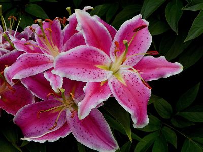 pink lilies against greenery