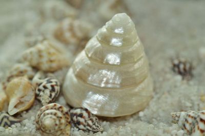 shells on sand