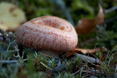 mushroom in grass