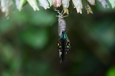 emerging butterfly