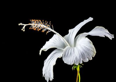 white lily against black background