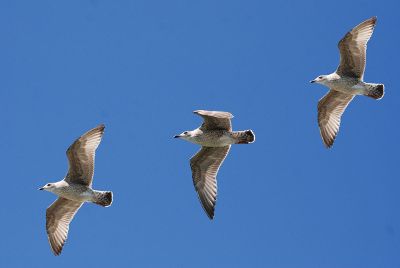flying seagulls