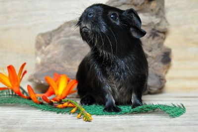 black guinea pig with orange flowers