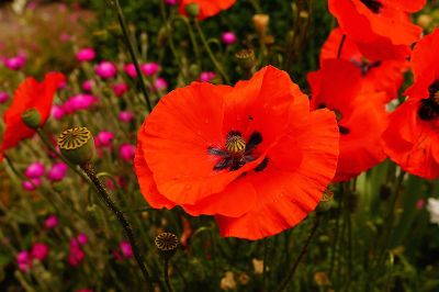 red flower in garden