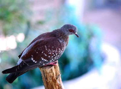 perched bird