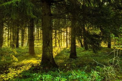 scenic view of a forest