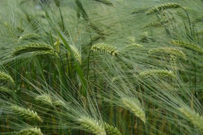 green wheat field