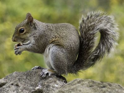 squirrel eating