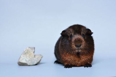 pet and rock